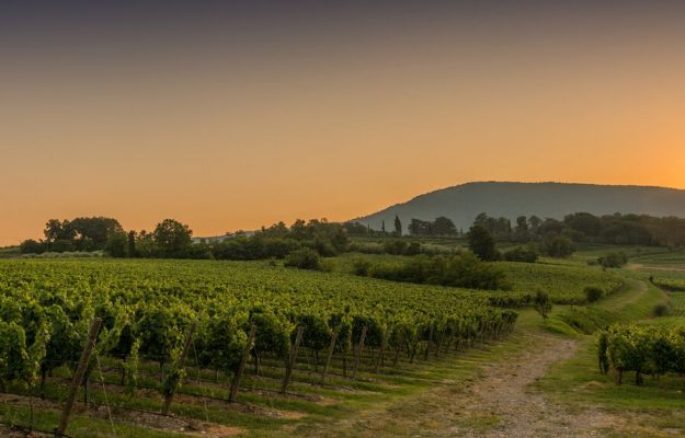 Franciacorta, vigneto in salute. La dice lo ricchezza della biodiversità del suolo