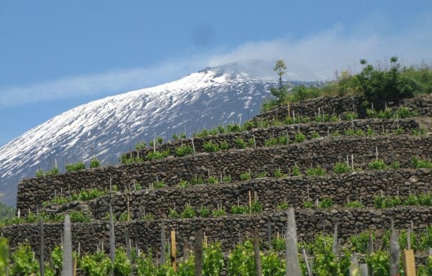 Sustainable, united, and ever more popular around the world, Sicilian wine looks to the future
