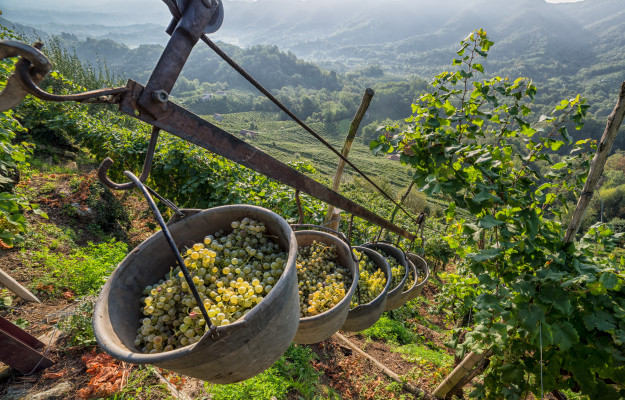 Prosecco, the Prosek recognition request violates the rules: dossier to the EU Commission