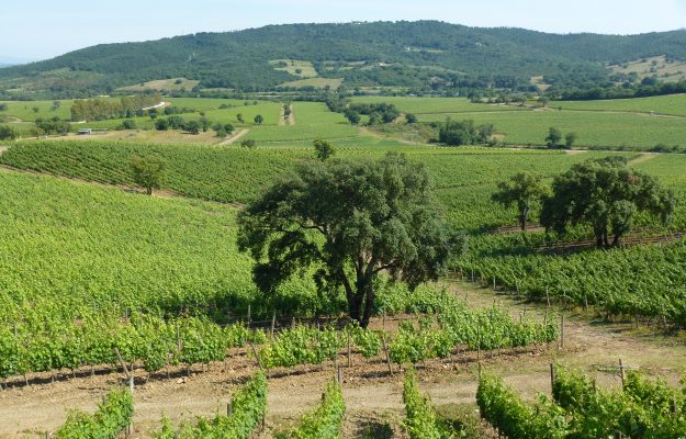 Vino e disciplinari: la Maremma Doc guarda al futuro, e introduce i due varietali in etichetta