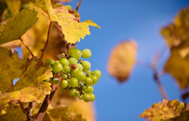 Il rispetto per l'ambiente, nella scelta di un vino, «pesa» quanto prezzo, varietà e origine