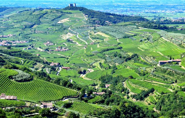 La tenuta del vino italiano nel mondo e il futuro, tra multicanalità e diversa comunicazione