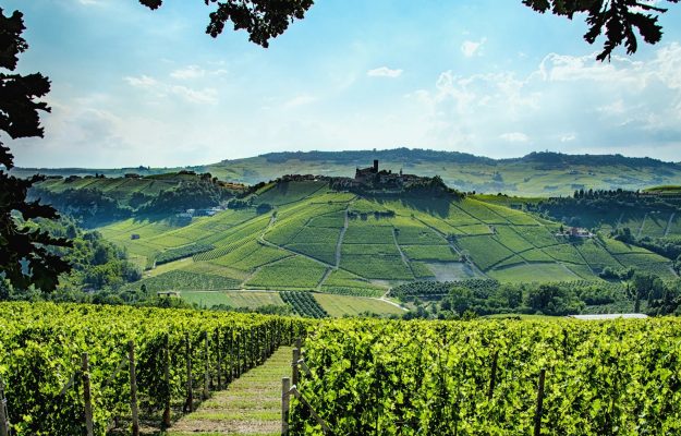 Agricoltura e vino, torna a crescere l'interesse di banche e finanza per le filiere del wine & food