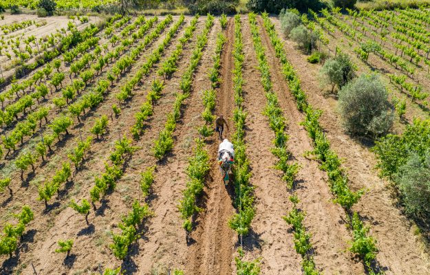 Vini Fantini focused on Sardinia: the group, led by Valentino Sciotti, launched the Atzei project