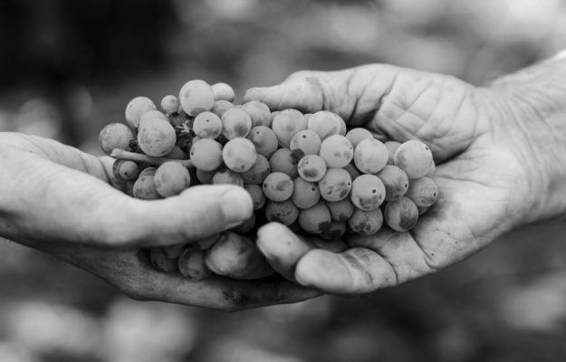 Wine partnerships, Terre Cevico strengthens its collaboration with Orion Wines