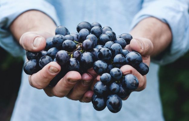 Le origini dell'uva da vino dall'ibridazione di uve da tavola in Asia con viti selvatiche europee