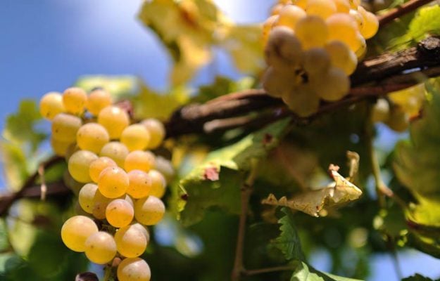 Erbaluce di Caluso heading towards a new era as production, values ​​and the market are growing