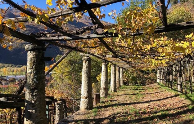 Vitigni del passato per vini del futuro: a recuperare i vitigni perduti ci pensa Graspo