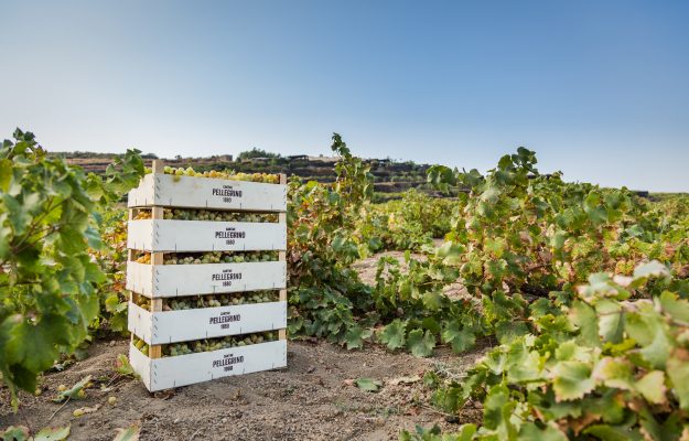 Pellegrino 1880 mette radici a Pantelleria, acquisita una tenuta con 8 ettari di vigna