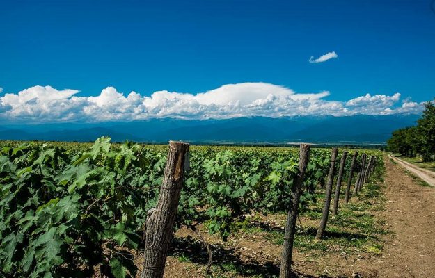 Georgia, culla della viticoltura che guarda al presente pescando nella ricchezza del proprio passato