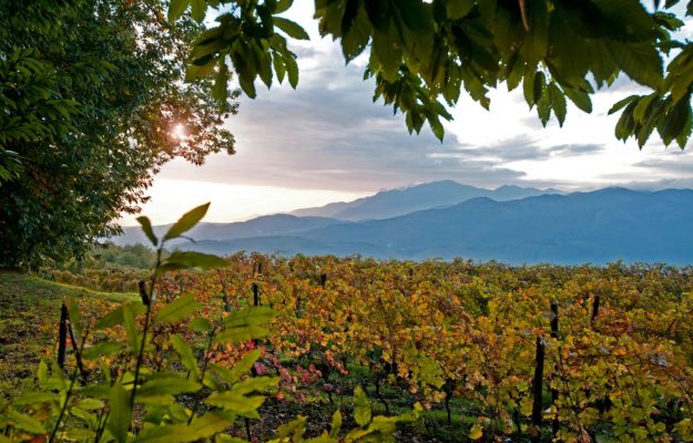 Tenute Capaldo (Feudi di San Gregorio) acquisisce Galardi, cantina icona della Campania
