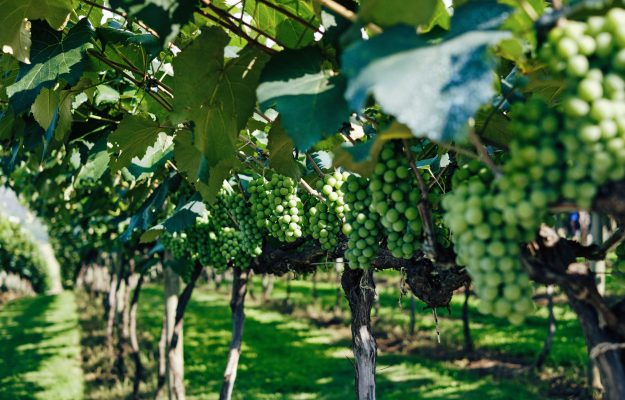 Downy mildew and record heat worry Italian wine as harvest 2023 approaches