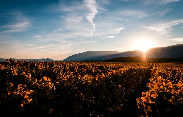 Per fare il vino buono serve l’acqua giusta (ma anche la siccità) al momento giusto in vigna
