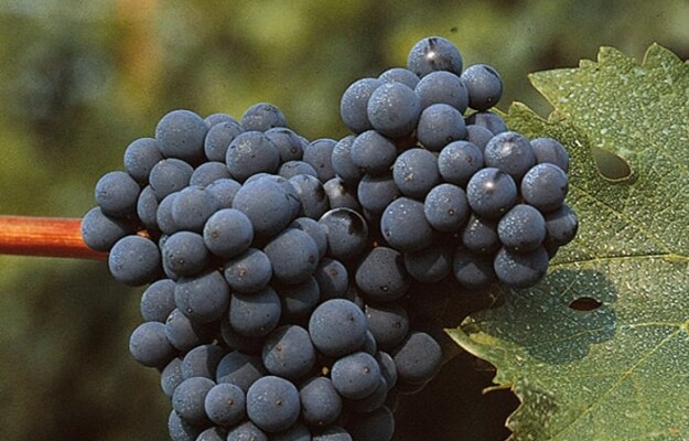 31 agosto, Giornata Internazionale del Cabernet Sauvignon, il vitigno più piantato al mondo