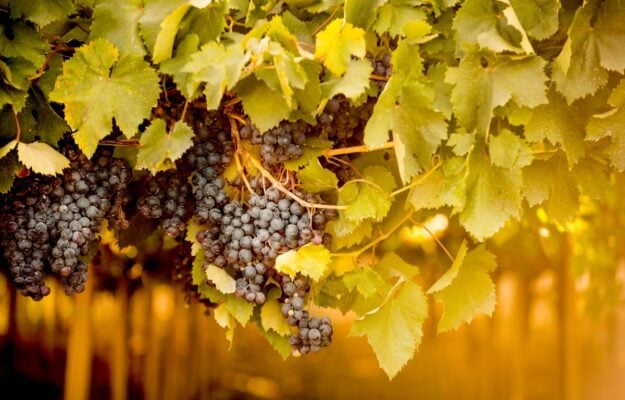 Il vino d’Abruzzo contro il Dm Etichettatura, che vuole “liberalizzare” i nomi dei vitigni