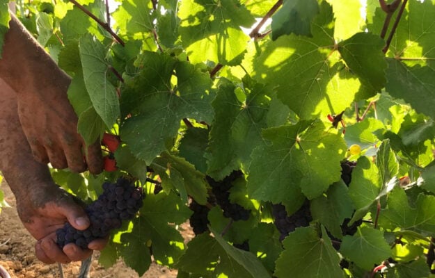 Sicily starts the 2023 grape harvest. The longest in Italy, and difficult, with cuts of -35%