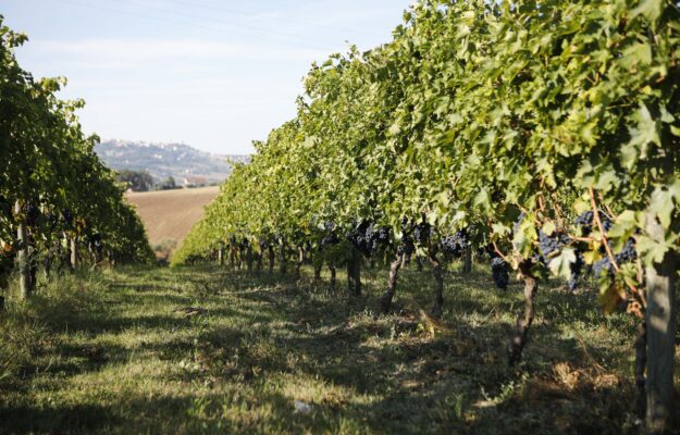 Istituto Marchigiano Tutela Vini: “il vitigno in etichetta è atto di trasparenza per i consumatori”