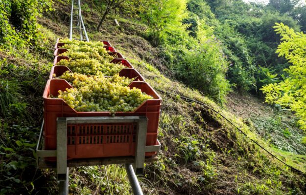 The harvest of Prosecco di Conegliano Valdobbiadene Superiore Docg: -15% in volume
