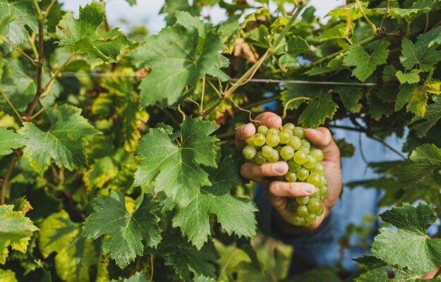 2023 grape harvest in Italy, far from -12%: estimated drop between -20% and -24% compared to 2022