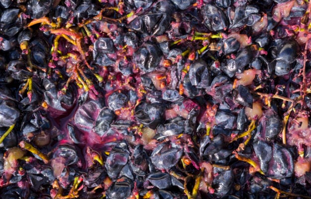 Italian grape harvest 2023: 50.4 million quintals of grapes for 38 million hectoliters of wine