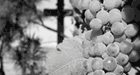 73-bagliodelcristo_140x75 73-bagliodelcristo_140x75