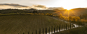 Dievole 2025 300x120 Dievole 2025 300x120