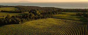 Tenuta Meraviglia (Dievole, 300x120) Tenuta Meraviglia (Dievole, 300x120)